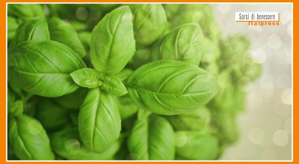 Sorsi di benessere – Pesto di zucchine, basilico e pinoli