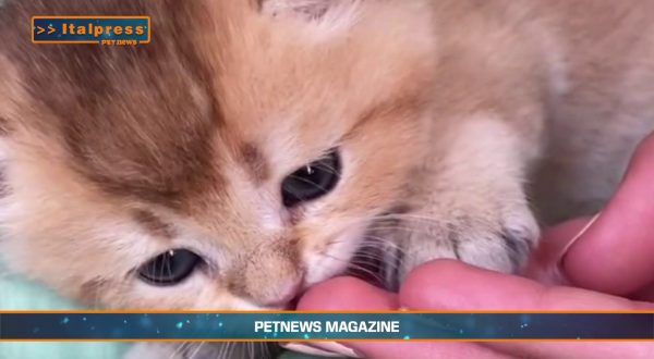 PetNews Magazine – 3/9/2024
