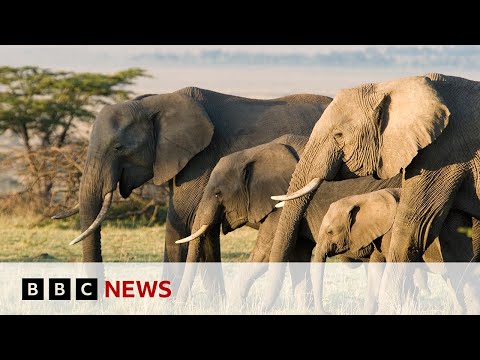 Can tech help to combat the illegal trade in elephant ivory? | BBC News