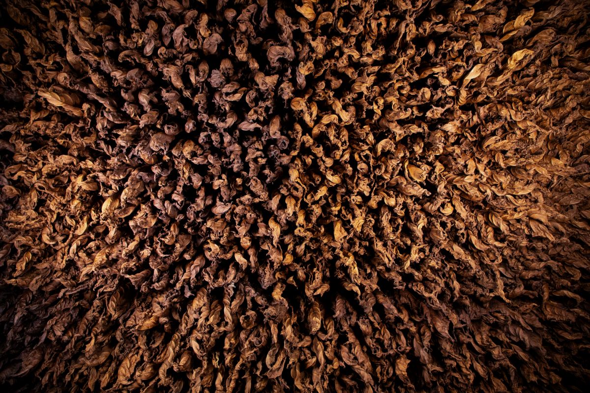 Manifatture Sigaro Toscano lancia &ldquo;Terre&rdquo;, omaggio alle radici italiane