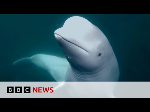 Runaway ‘spy whale’ flees Russian military training | BBC News