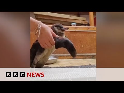 Penguin who lost her waddle saved by keepers | BBC News