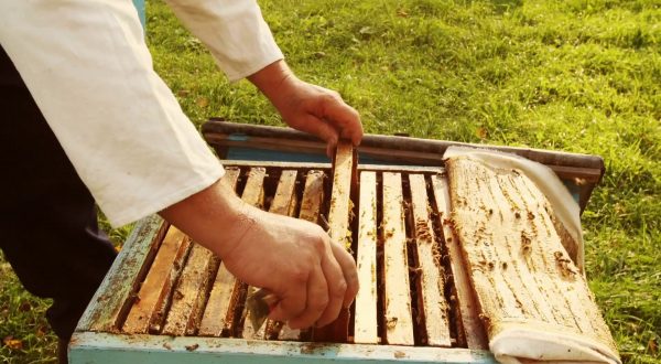 Apicoltura, 10 milioni di aiuti per le aziende del settore