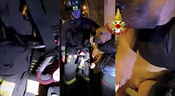 Cagnolina cade in una scarpata nel Ragusano, tratta in salvo