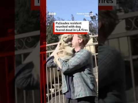 Palisades resident reunited with dog feared dead in LA fires. #LA #BBCNews