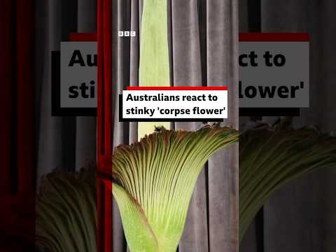 Australians react to stinky ‘corpse flower’. #Australia #Sydney #Flower #BBCNews