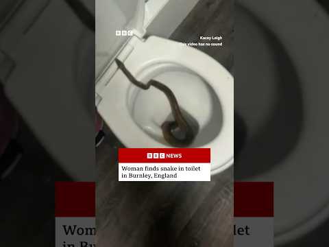 New fear unlocked. 🐍 #Snake #England #UK #BBCNews