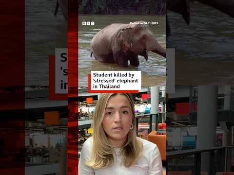 ‘Stressed’ elephant gores Spanish tourist to death in Thailand. #Thailand #Elephant #Shorts #BBCNews