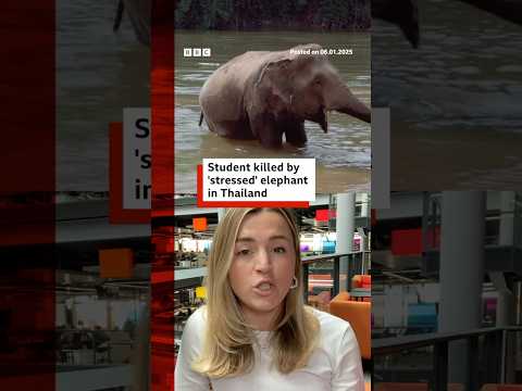 ‘Stressed’ elephant gores Spanish tourist to death in Thailand. #Thailand #Elephant #BBCNews