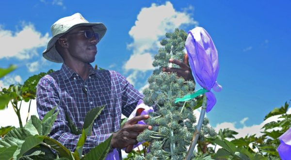 Biocarburanti, certificazione ISCC per un progetto di Eni in Kenya