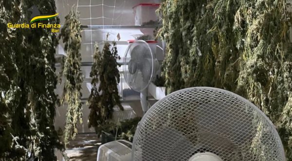 Sequestrati a Bari 610 chili di marijuana, due indagati