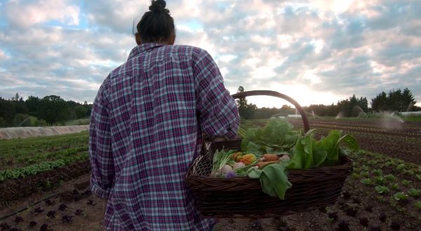 Continua a crescere il settore biologico italiano