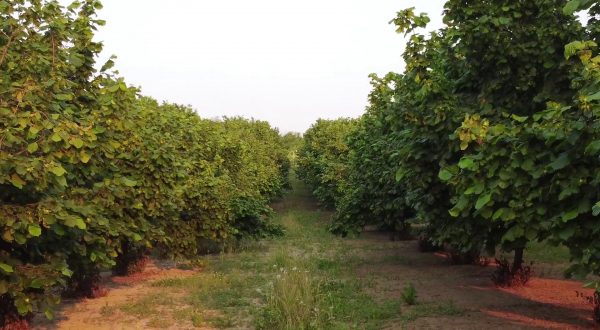 In calo le superfici agricole coltivate a ortofrutta