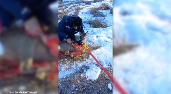 Un capriolo finisce nella rete di una pista da sci, le immagini