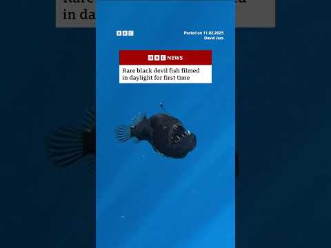 Rare black devil fish filmed in daylight for first time. #Ocean #Fish #BBCNews