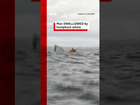 Man briefly swallowed by humpback whale. #Chile #Patagonia #BBCNews