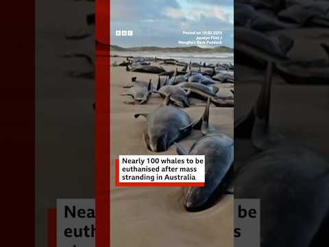 Nearly 100 false killer whales to be euthanised after mass stranding. #Tasmania #Australia #BBCNews