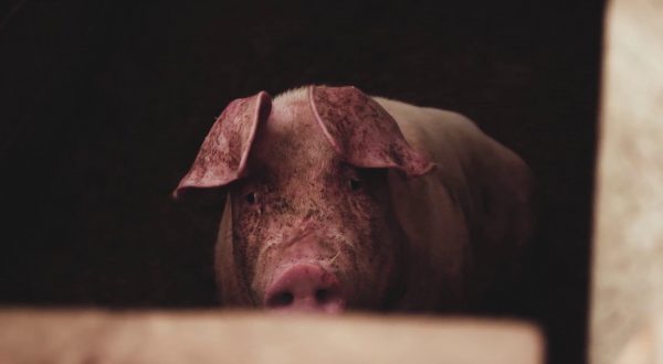 Legambiente, strada in salita per la tutela degli animali in Italia