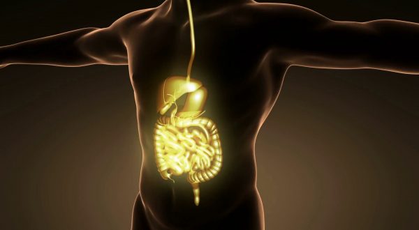 Sistema nervoso autonomo, l’interfaccia tra corpo e cervello