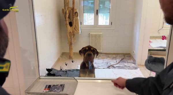 Rimini, scoperto allevamento di cani sconosciuto al fisco