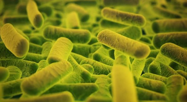 Xylella, un piano per sostenere le imprese agricole