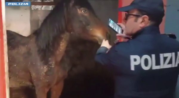 In salvo cavalla pronta per la macellazione, una denuncia a Catania