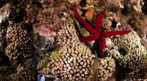 Marevivo lancia “MedCoral Guardians” per la tutela dei coralli