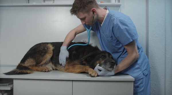 A Palermo un convegno sul welfare degli animali d’affezione