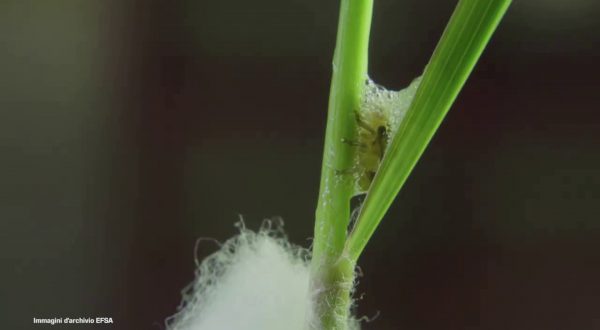 Efsa, sempre più piante colpite da Xylella