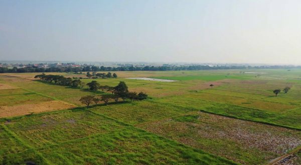 Cambiamenti climatici, a rischio 1 coltura su 3