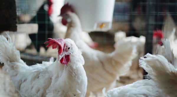 Aviaria, la FAO lancia un allarme per rafforzare la sicurezza