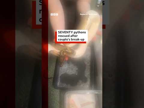 Seventy pythons rescued after couple’s break-up. #Snakes #Python #BBCNews