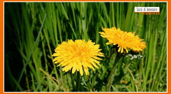 Sorsi di benessere – Una tisana depurativa per i cambi di stagione