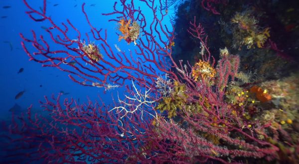 Marevivo, al via la campagna “MedCoral Guardians”