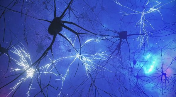 Uno studio svela l’attività cerebrale responsabile della memoria