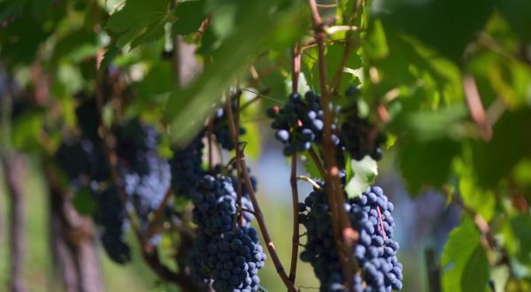 Vino, l’Ue lancia un piano di aiuti per il settore