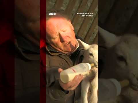 BBC reporter tries and fails to feed newborn lamb on live tv. #BBC #BBCNews