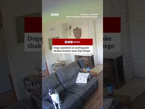 Dogs spooked as earthquake shakes homes near San Diego. #SanDiego #BBCNews