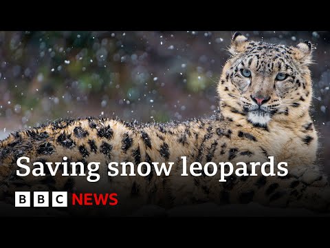 Could AI help save snow leopards from extinction? | BBC News