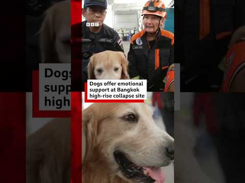 Dogs offer emotional support at Bangkok collapse site. #Thailand #MyanmarEarthquake #BBCNews