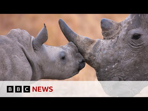 How tech is helping the world’s most endangered species | BBC News