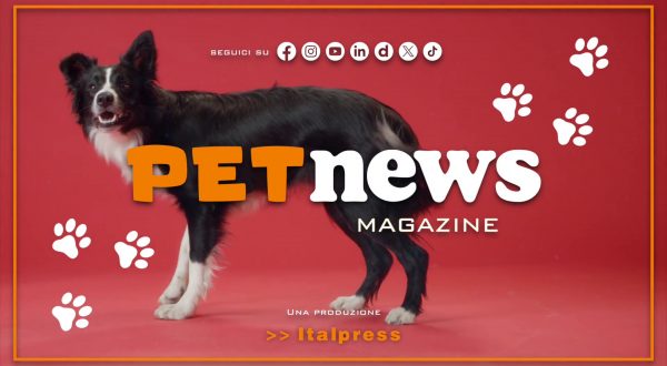 PetNews Magazine – 8/4/2025