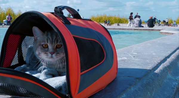 Viaggi in aereo, diventa più facile portare gli animali in cabina