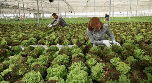 Agroalimentare, performance economica stabile nel IV trimestre 2024