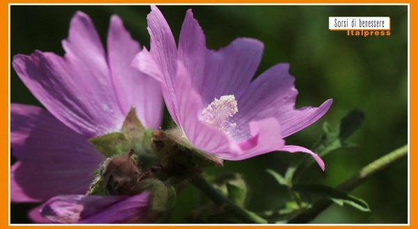 Sorsi di Benessere – Una tisana rilassante e salutare con la malva