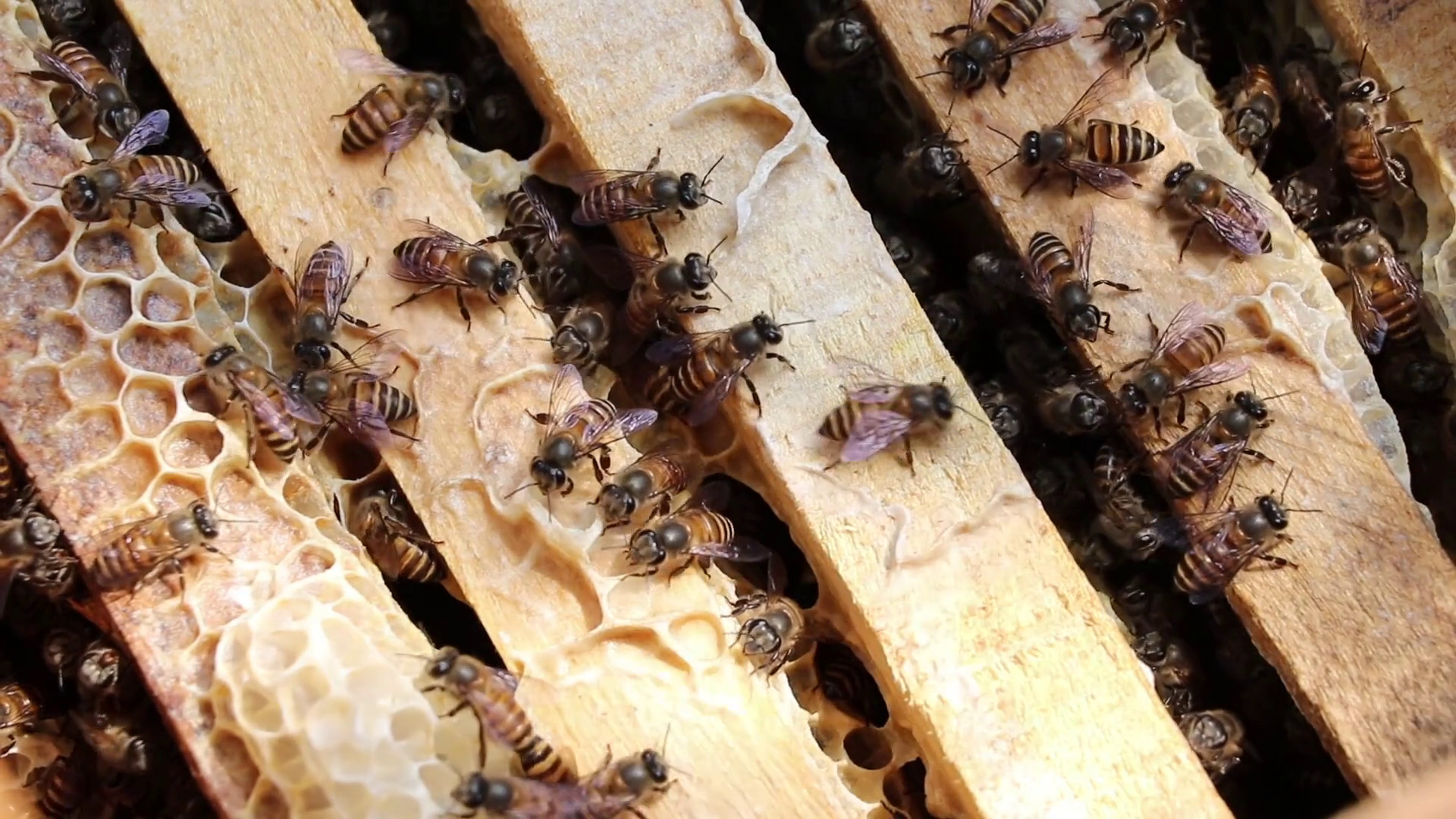 Appello di Greenpeace per salvare le api dai pesticidi