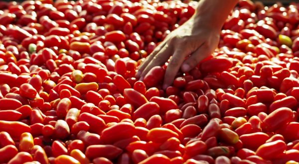Cresce l’export delle conserve di pomodoro