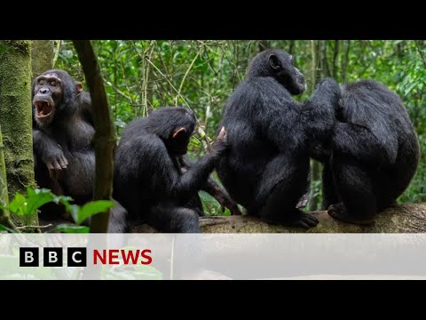 Chimpanzees in Uganda use medicinal plants as ‘first aid’ | BBC News