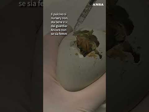 Al Bioparco di Roma nasce per la prima volta un avvoltoio Papa #ansa