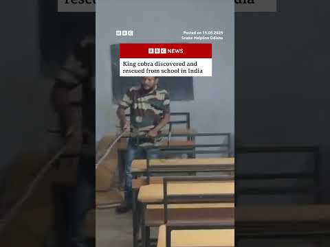 Moment king cobra rescued from school in India. #Snake #BBCNews